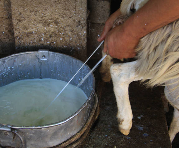 
shepherd-experience-nida-plateau-psiloritis-milking-3.jpg
