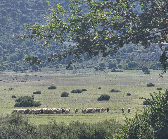 
shepherd-experience-nida-plateau-psiloritis-9.jpg