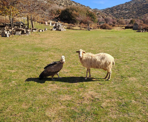 
shepherd-experience-nida-plateau-psiloritis-nature.jpg