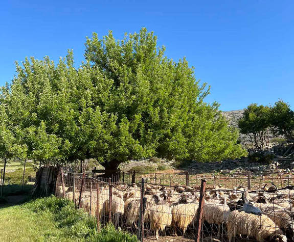 
shepherd-experience-nida-plateau-psiloritis-74.jpg