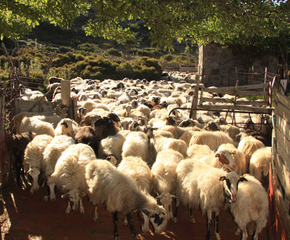 
shepherd-experience-nida-plateau-psiloritis-sheep.jpg