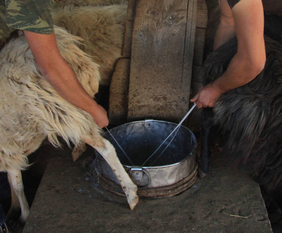 
shepherd-experience-nida-plateau-psiloritis-misking-1.jpg