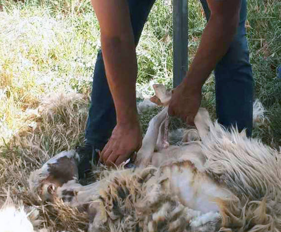 
sheep-sharing-psiloritis.jpg